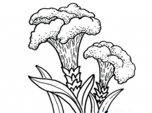 简笔画花：美丽的鸡冠花