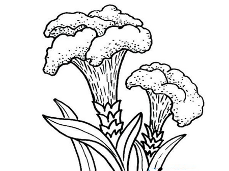 简笔画花：美丽的鸡冠花
