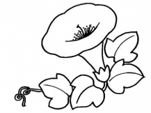 简笔画花：爬藤牵牛花