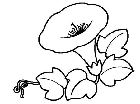 简笔画花：爬藤牵牛花