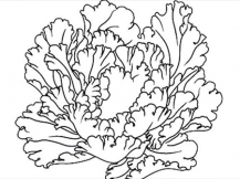 简笔画花：牡丹花不愧为花中之王