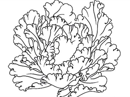 简笔画花：牡丹花不愧为花中之王