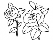 简笔画花：月季是花中皇后