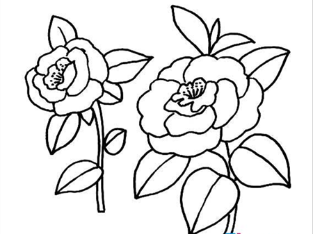 简笔画花：月季是花中皇后