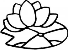 简笔画花：动人的睡莲