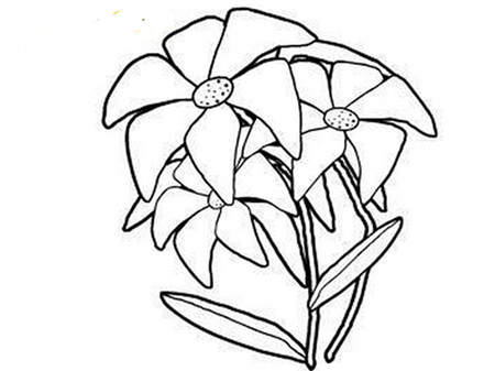 简笔画花：我爱百合花的洁白无暇