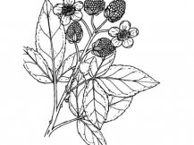 简笔画花：美丽花儿