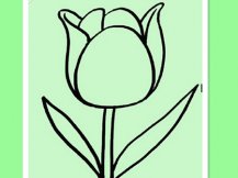 简笔画花：美丽的郁金香