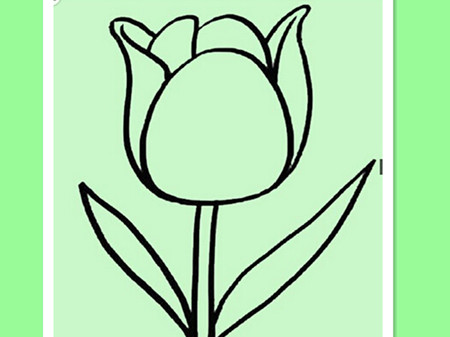 简笔画花：美丽的郁金香