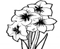 简笔画花：牵牛花简笔画花
