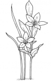简笔画花：水仙花简笔画