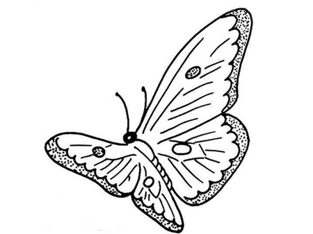 蝴蝶简笔画
