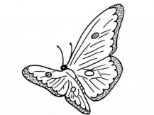 蝴蝶简笔画：花瓣蝴蝶