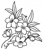 简笔画花：梅花