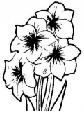 简笔画花：水仙花