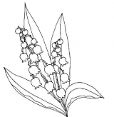 简笔画花：百合花
