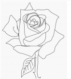 简笔画花：月季