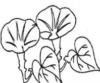 简笔画花：迎春花开放在枝头笑